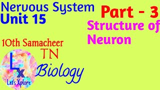 10th std Bio ,Unit 15 Nervous system, Structure of Neuron, Part 3,  Samacheer Kalvi TN