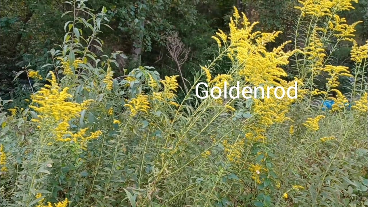 Foraging Goldenrod YouTube
