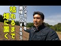 ジャガイモは枯れるまで置くと旨くなる