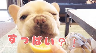 レモン Youtube