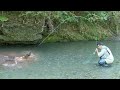 Pecanje pastrmke na reci Studenici - Mušičarenje 2 | Fishing brown trout