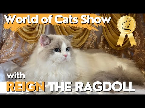 Ragdoll Cat Goes to the World of Cats Show😻