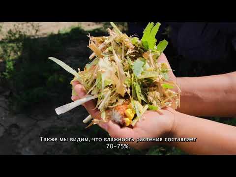 Video: Тритикале жакшы чөп жасайбы?