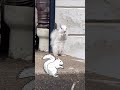 White squirrel 🐿️ #whitesquirrel #nature #albinosquirrel