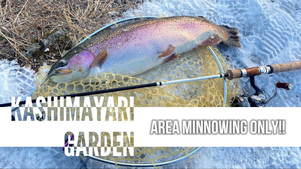 【エリアミノーイング】大物の本気のフルチェイスが堪らない！ in 鹿島槍ガーデン【エリアトラウト】