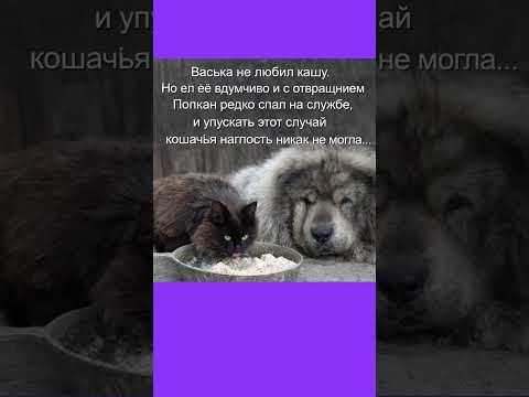 Когда  выбора  нет #юмор #мем #смех #приколы