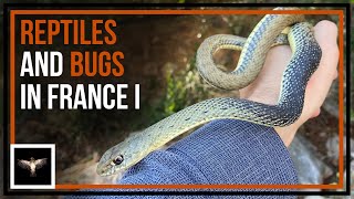 Looking for Reptiles, Bugs, and Amphibians in France ( Part I )