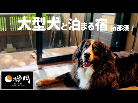 贅の極み!バーニーズと行く二泊三日の温泉宿 那須 「悠久の宿 別邸 蜉蝣の月」