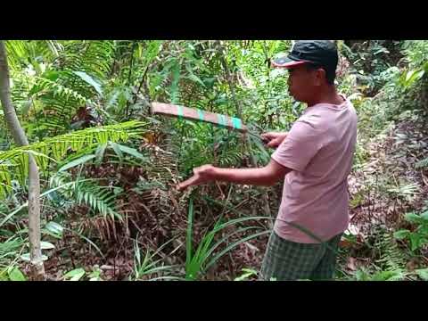 Ngiga Upa Lalis Pantu