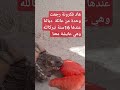 سلحفاة عايشة معنا منذ أزيد من 16سنة