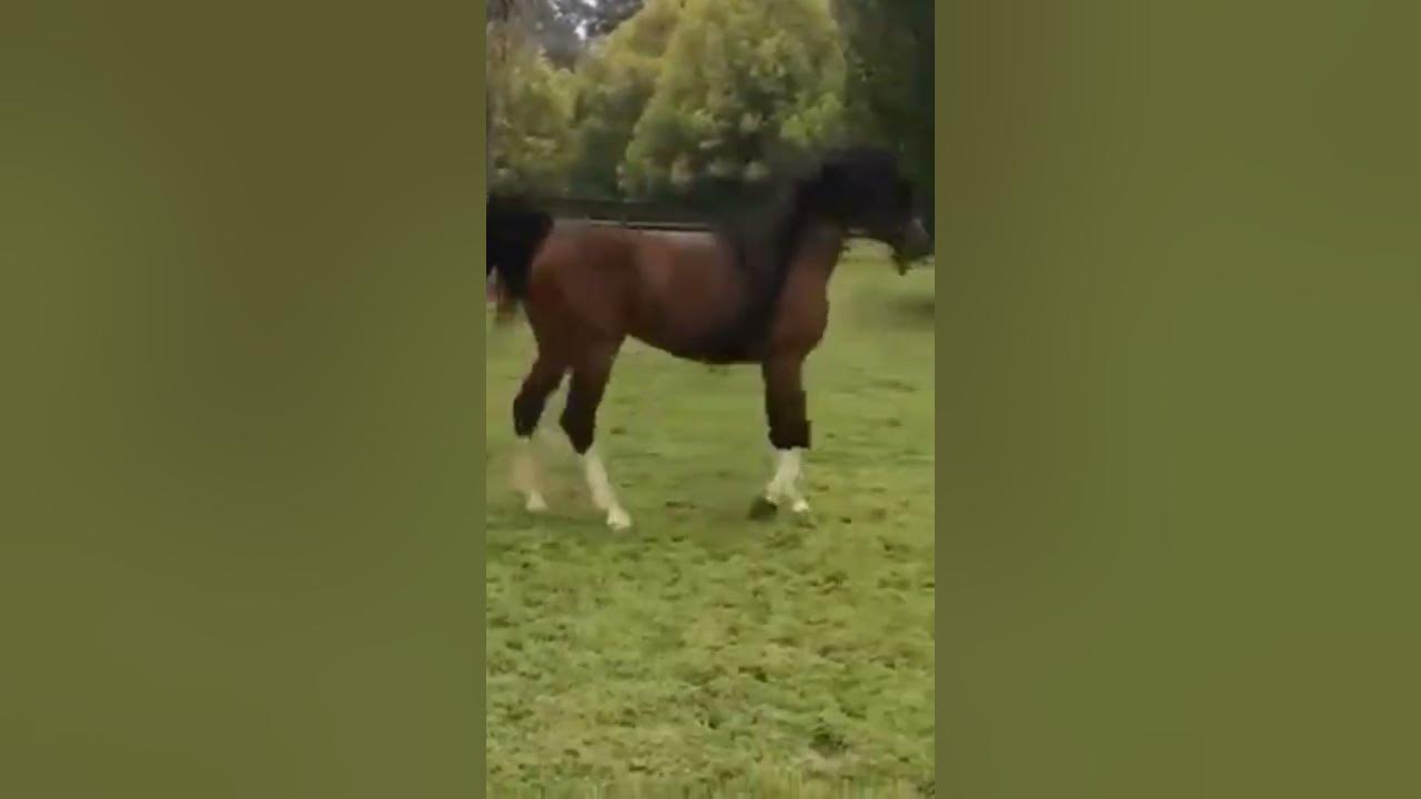 HORSES #shorts - YouTube