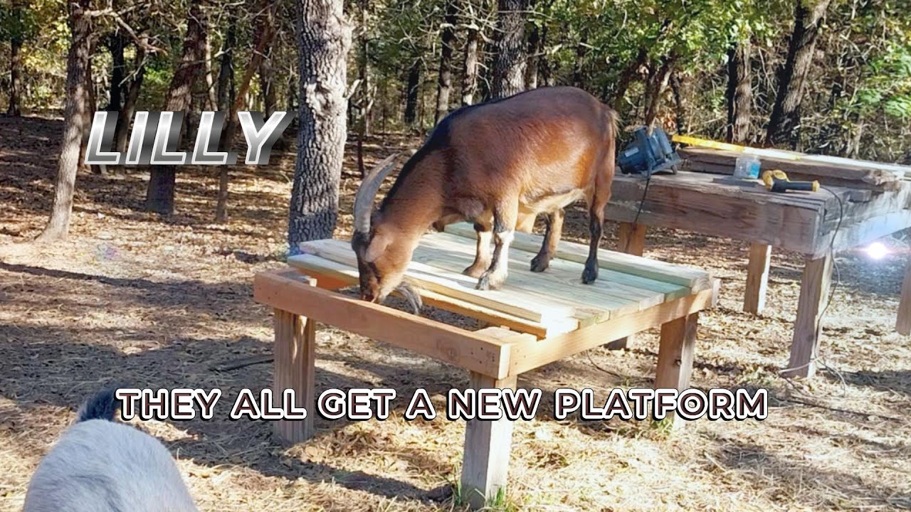 鉢・プランター goat <LOST> LOOK AT THE NEW GOAT PLATFORM - YouTube