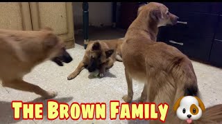 THE BROWN DOGS FAMILY