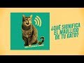 ¿Qué te quiere decir tu gato con su maullido? 🎶😸😾😿🎶 | ¡Hay 6 tipos de miaus! 🔊