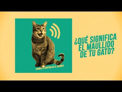 Video: ¿Qué significa la palabra miau?