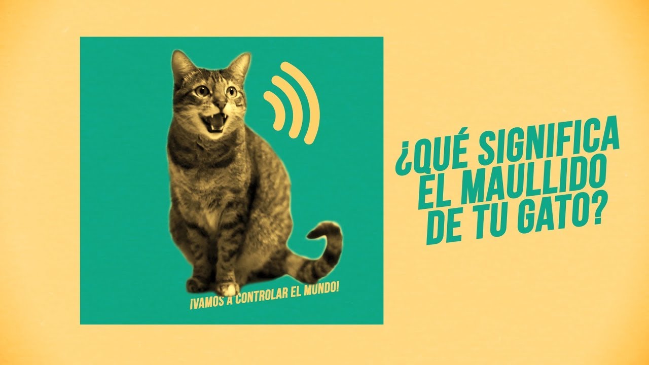 ¿Qué te quiere decir tu gato con su maullido? 🎶😸😾😿🎶 | ¡Hay 6 tipos de miaus! 🔊