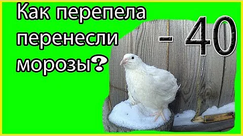 🐥Как пережили морозы мои перепелки// Перепела  в 29 и 11 дней