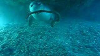 Monk seal playing with eel