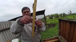 Как сделать 4 отводка от 1 семьи пчел ? Как сделать 4 отводка от 1 семьи пчел ?