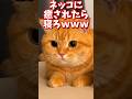 ネッコの動画で癒されたら寝ろwww #2ch #2ch動物スレ #2ch面白いスレ #動物 #犬 #猫 #癒やし #ねこ