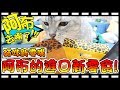 【Bonnie】阿布在哪裡?! - 貓咪新零嘴│阿布居然對進口零食沒興趣 ? ! 慢慢適應新生活 !