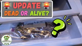 Venus Flytrap Refrigerator Dormancy Update Dead Or Alive? 60 Days