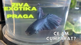 Ziva Exotika- pentru iubitori de animale si plante