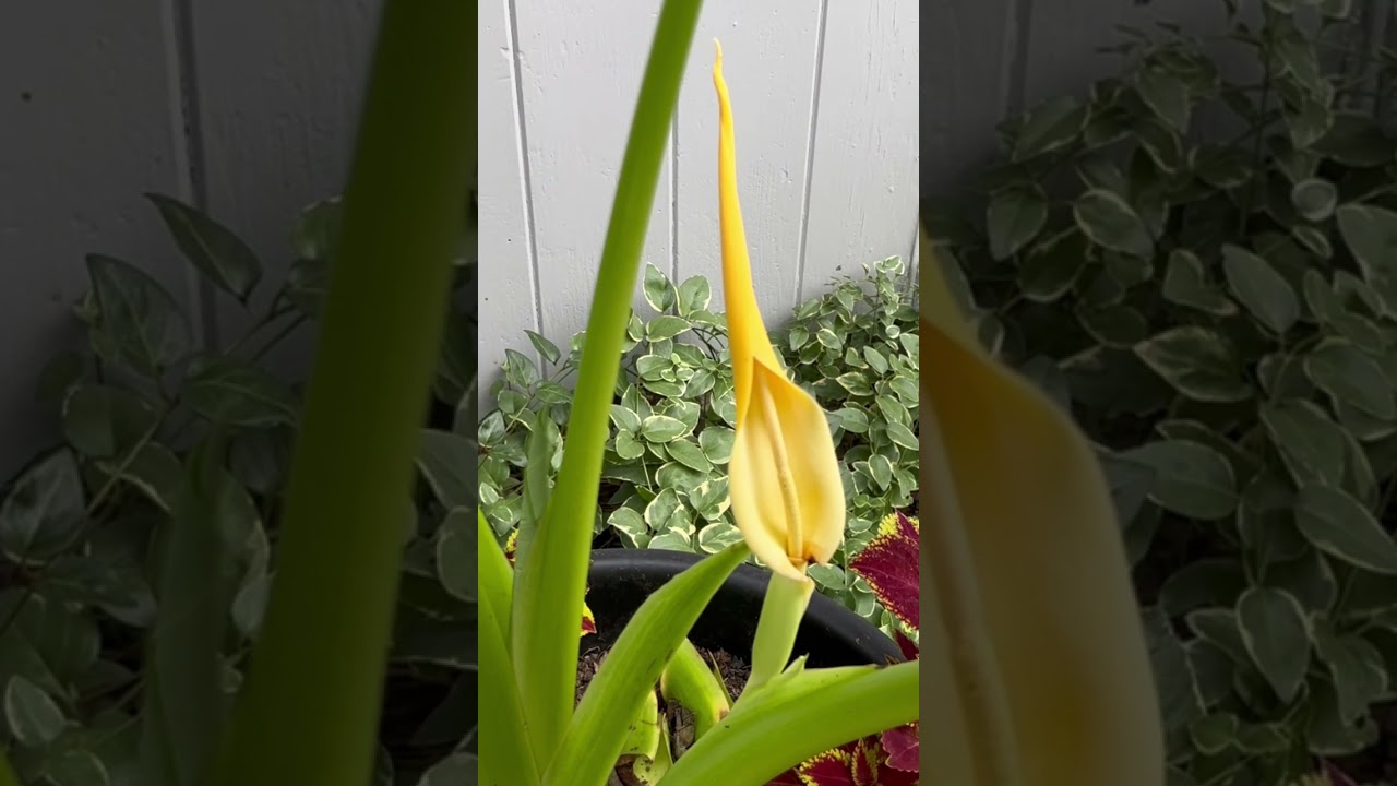 Unfurling Bloom on Elephant Ear Plant! - YouTube