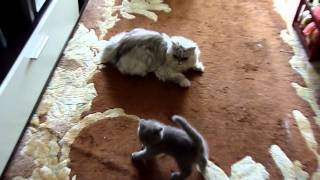 вислоухий котенок нападает на персидского кота вислоухий котенок нападает на персидского кота