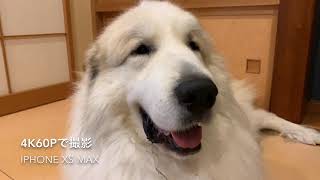 高画質（4K60p）で撮ってみました。 Great Pyrenees グレートピレニーズ