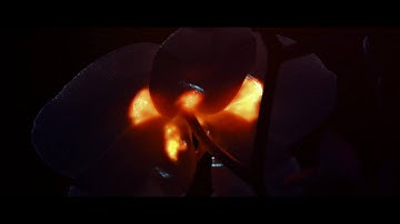 Scintillation HD Official Version by Xavier Chassaing