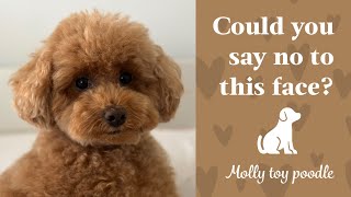 Could you say no to this cute toy poodle??