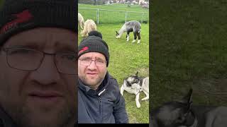 Hund Und Alpakas