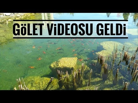 Video: Ülkede Bir Gölet Için Balık