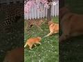 The House Cat, The Leopard, and The Dog: An Unexpected Brawl!집고양이, 표범, 그리고 개: 뜻밖의 난투극家猫とヒョウと犬：予想外の乱闘