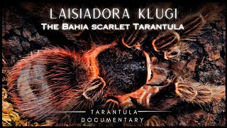 The Bahia Scarlet Tarantula: Laisiadora klugi creature of the night by robbies talking ts 2,190 views 1 year ago 6 minutes, 42 seconds