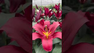 Wild Lilies classified as Mega in #Digimon Lore 💖 #aestheticvibes #flowers #gamerlife