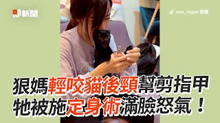 狠媽輕咬貓後頸剪指甲喵被施定身術滿臉怒氣寵物動物黑貓精選影片