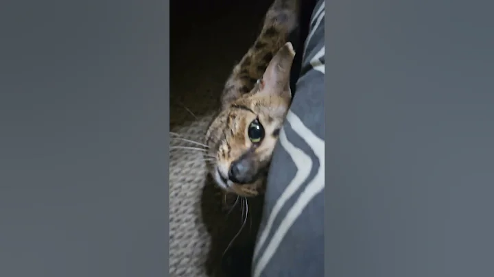 Watch the video about #cat #kitten #savannahcat #savannah #felinefunny