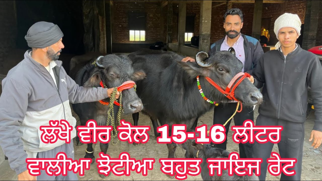 8 ਫ਼ਰਵਰੀ 2026  ਫ਼ੋਨ ਨੰਬਰ 9814624311 🔥🔥