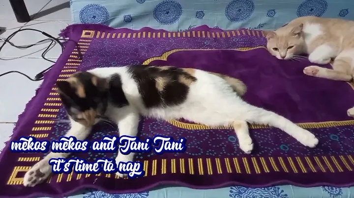 Watch the video about Philippine cats and Himalayan