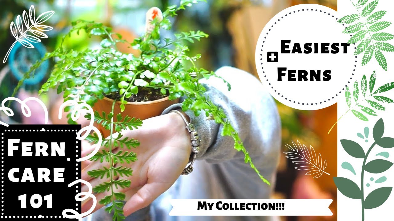 FERN CARE + [PLANT]COLLECTION 