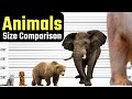 Comparaison de la taille des animaux quel est le plus gros animal tu serais surpris