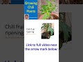 Growing Chili Plants