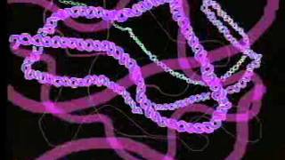 Interphase: The Resting Stage