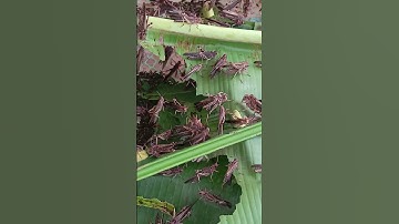 The Grasshoppers morning life 🌻 #grasshopper #nature