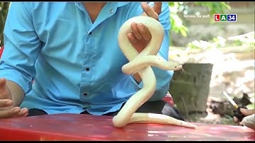 Về Bảy Núi, ngắm bạch xà "siêu hiền" | LONG AN TV