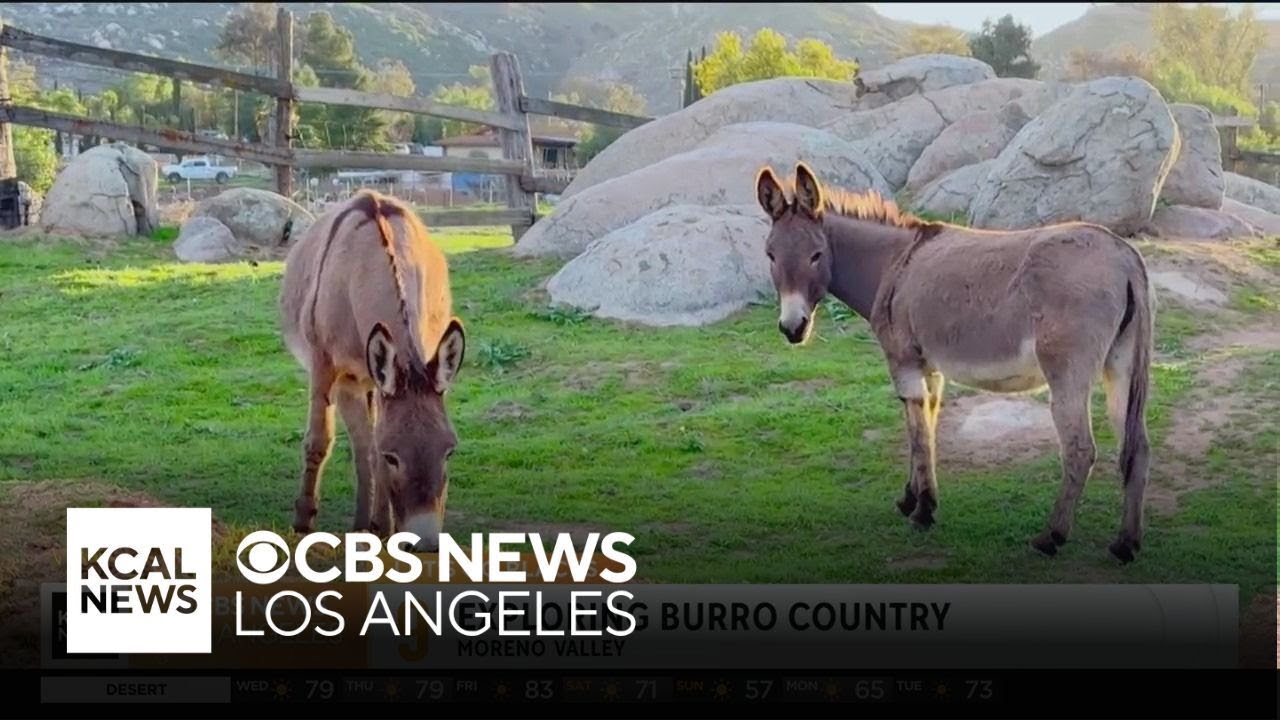 Burro country in Moreno Valley | Let's Go Places