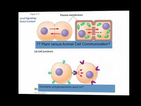 11.1 Cell Communication