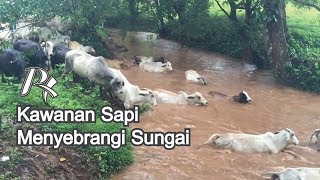 Sekawanan Sapi Sedang Menyebrangi Sungai